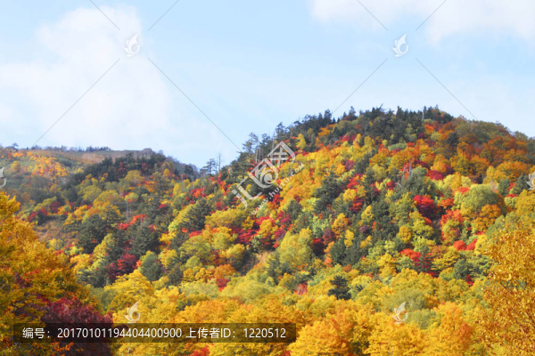 Hachimantai豐富多彩的樹葉