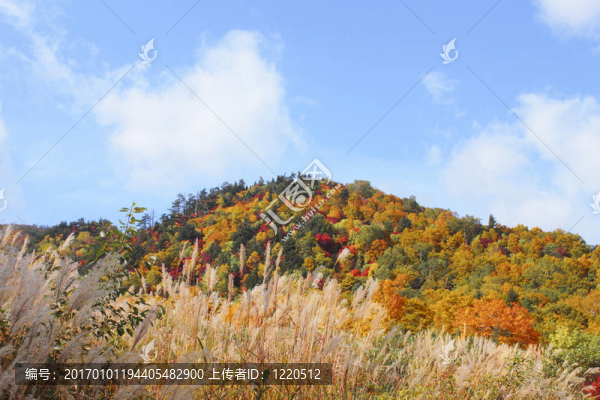 Hachimantai豐富多彩的樹(shù)葉