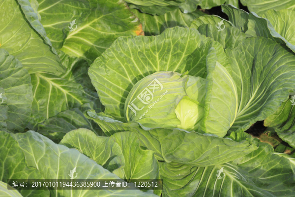 白菜在現(xiàn)場(chǎng)