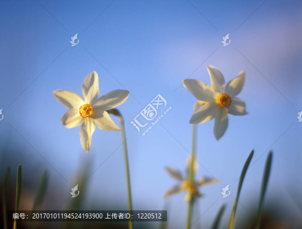 在溫暖的夕陽春天的水仙花。