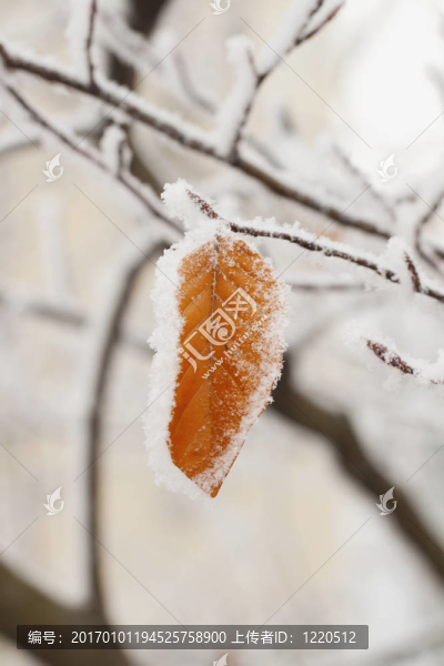 雪在葉