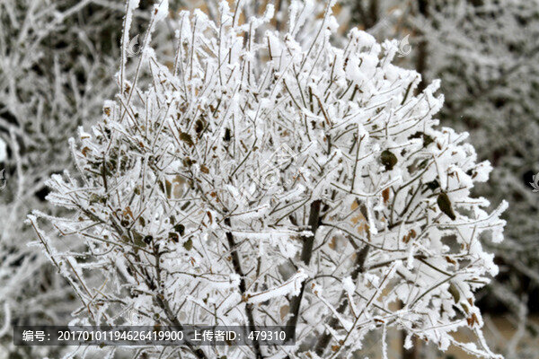 霧凇,冬天,雪景,玉樹瓊枝