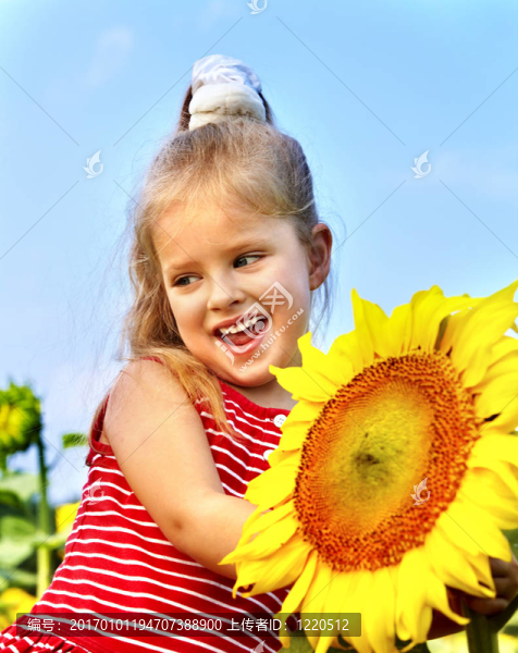 孩子抱著向日葵戶外。
