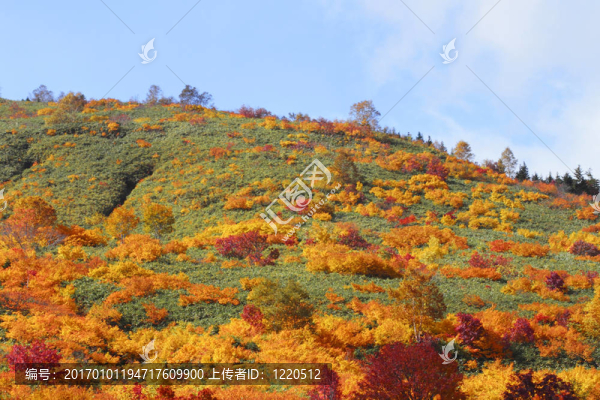 Hachimantai豐富多彩的樹葉