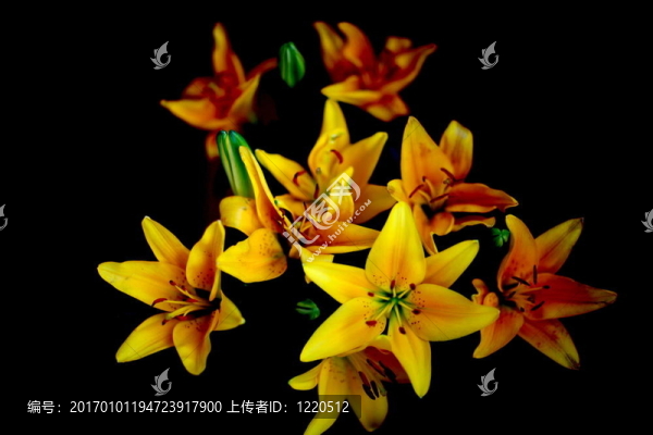 百合花