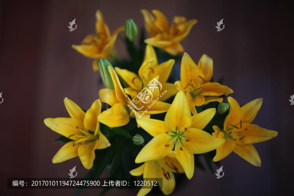 百合花