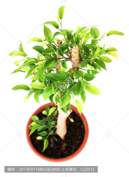 無花果樹