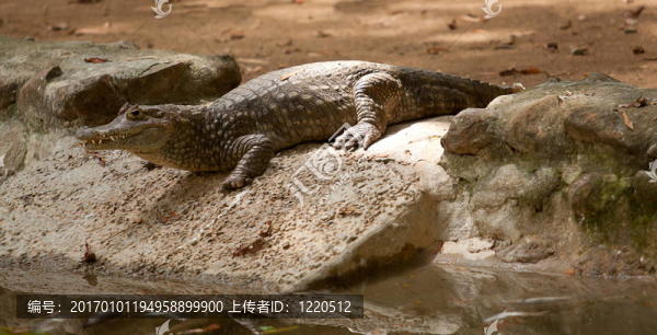 鱷魚