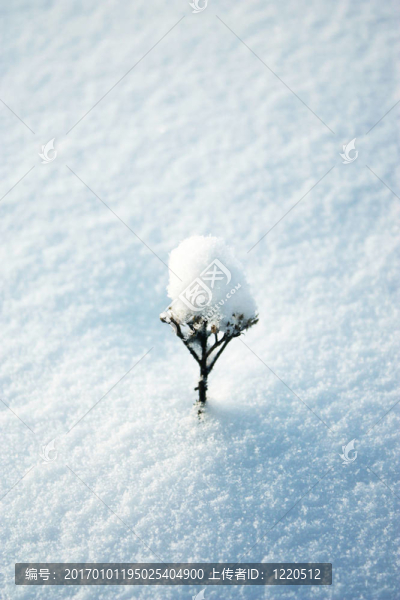 雪上的干花