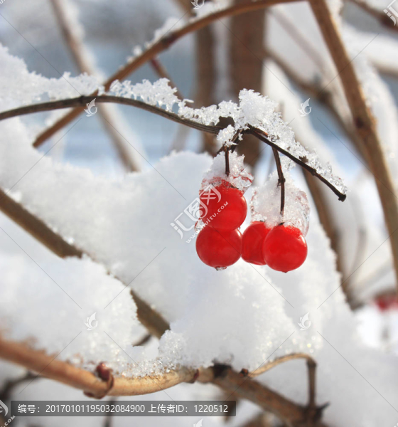 雪中的漿果