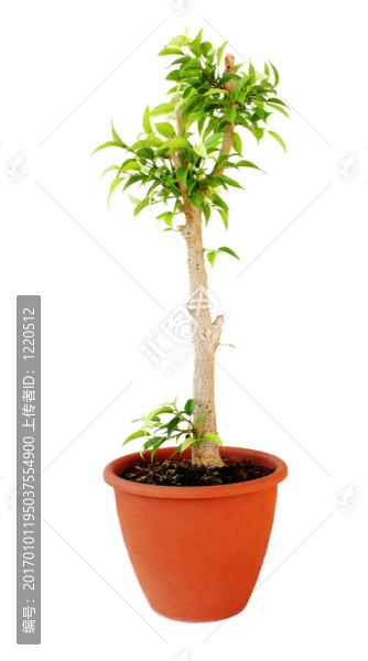 無花果樹