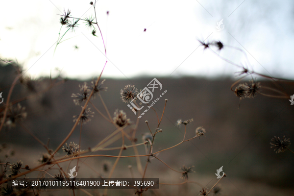 鬼針草