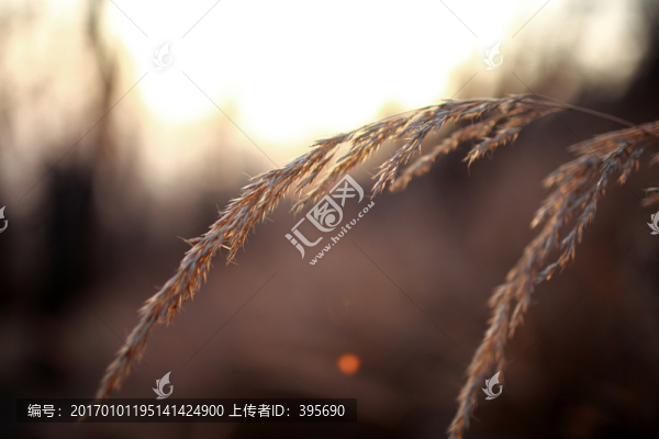 野草