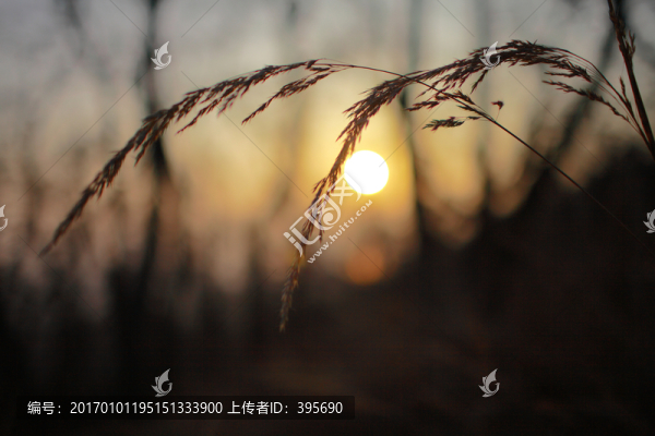 野燕麥