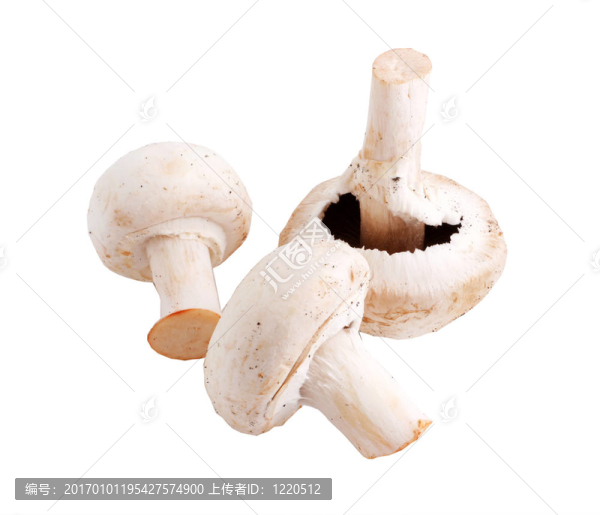 蘑菇（路徑包括）