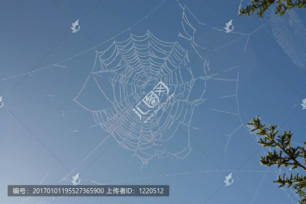 蛛網(wǎng)