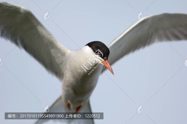 在飛行。