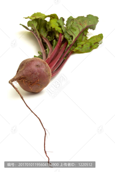 孤立的甜菜根