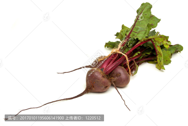 孤立的甜菜根