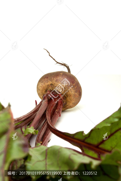 孤立的甜菜根