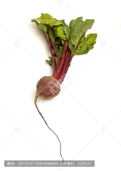 孤立的甜菜根