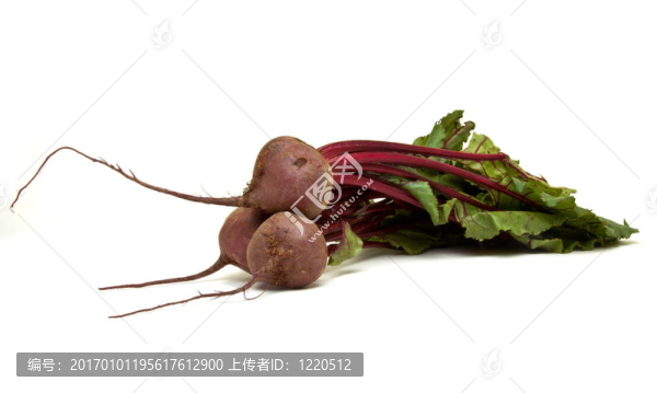 孤立的甜菜根