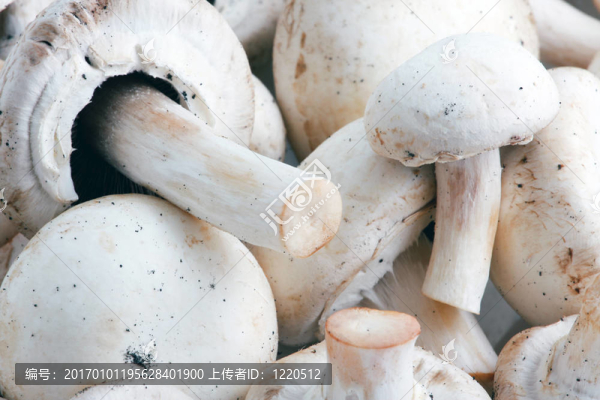 蘑菇