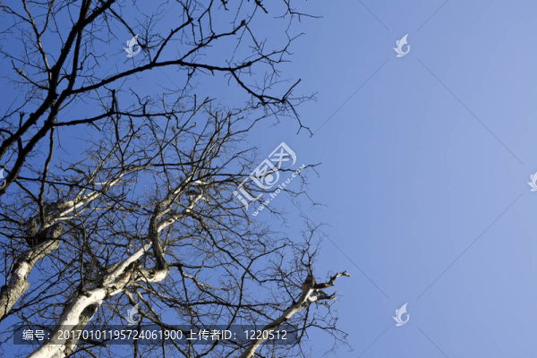 光禿禿的樹(shù)和天空