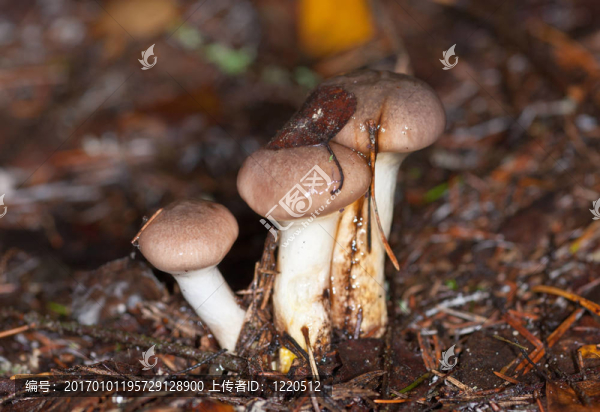 膠樣鉚釘菇