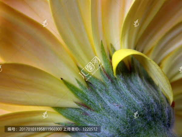 非洲菊