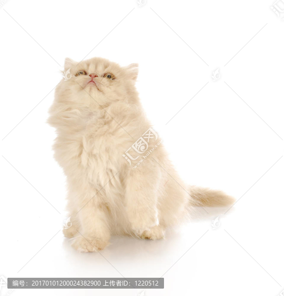 小貓?zhí)ь^