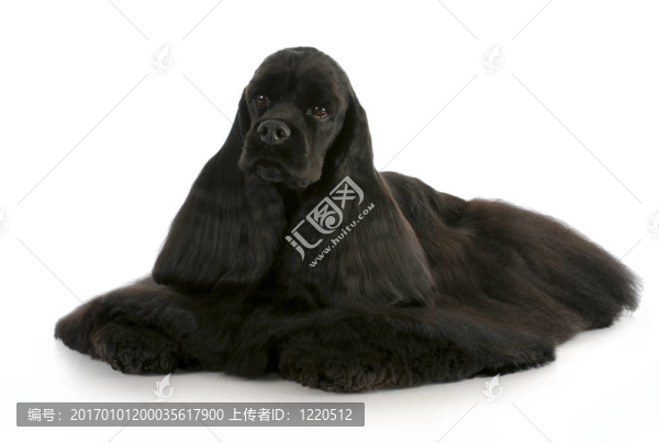 可卡犬