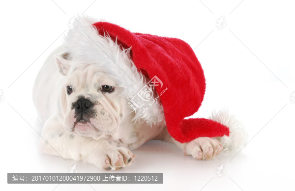 圣誕節(jié)的小狗-匯圖網(wǎng) www.fosd68.com 圣誕節(jié)的小狗