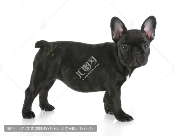 法國斗牛犬站