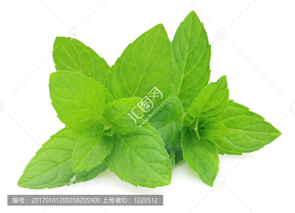 薄荷