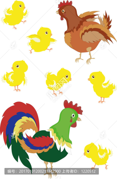 公雞；母雞；小雞