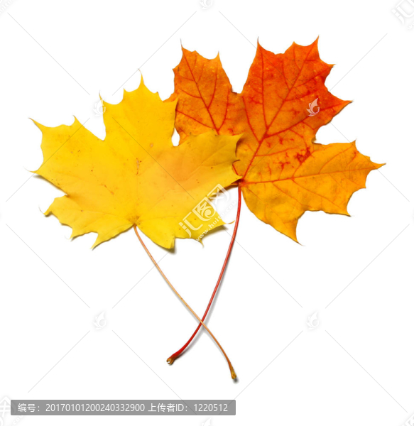 黃色和紅色maplea葉子孤立在白色背景