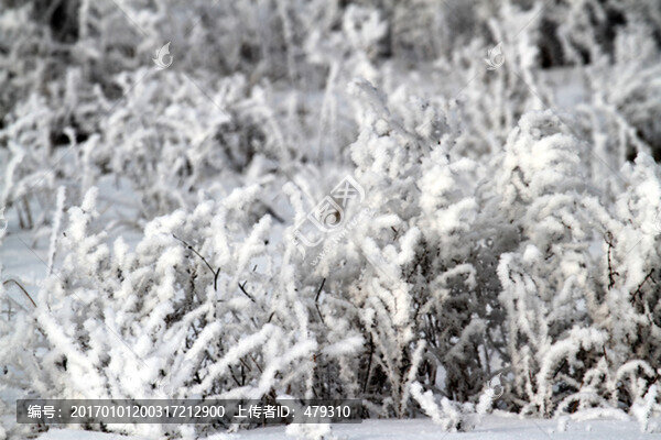 霧凇,冬天,雪景,玉樹(shù)瓊枝