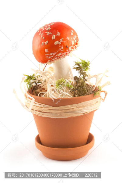 鵝膏菌鍋