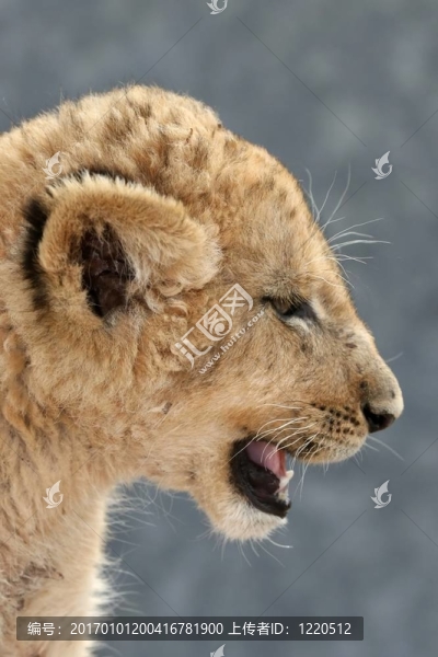 獅子簡介