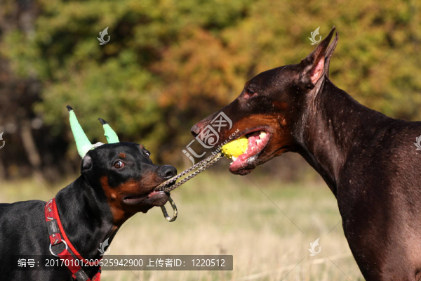 小狗狗拉著黃色的BAL和成熟