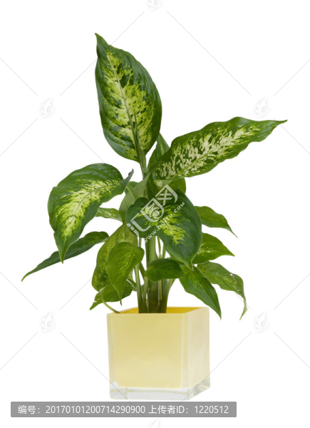 室內(nèi)植物