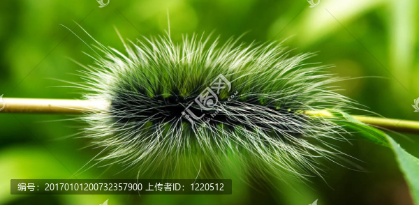 巨大的毛茸茸的卡特彼勒。