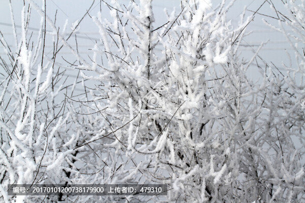 霧凇,冬天,雪景,玉樹瓊枝