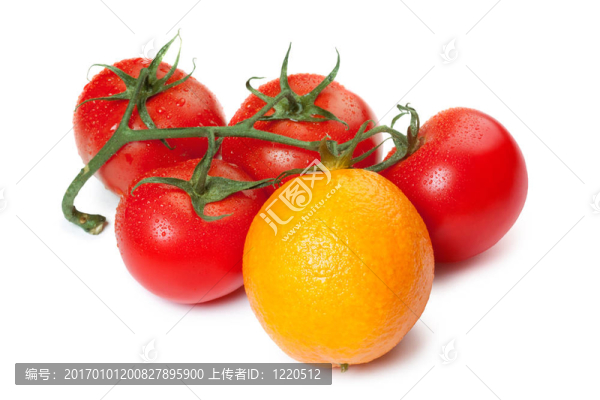 基因工程生物技術(shù)概念
