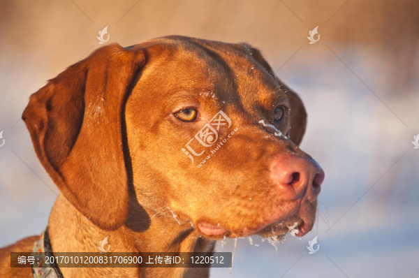 關(guān)閉了冬季維茲拉犬狗的肖像