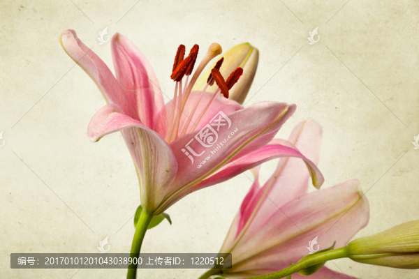 復(fù)古復(fù)古風(fēng)格粉紅色百合