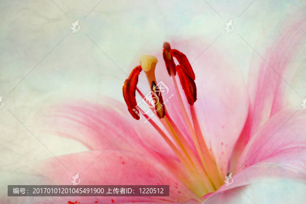 復(fù)古復(fù)古風(fēng)格粉紅色百合