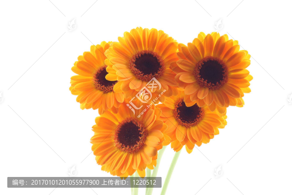 黃太陽菊