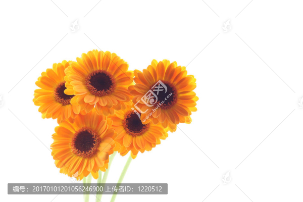 黃太陽菊